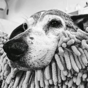 Meet your Posher, Josette